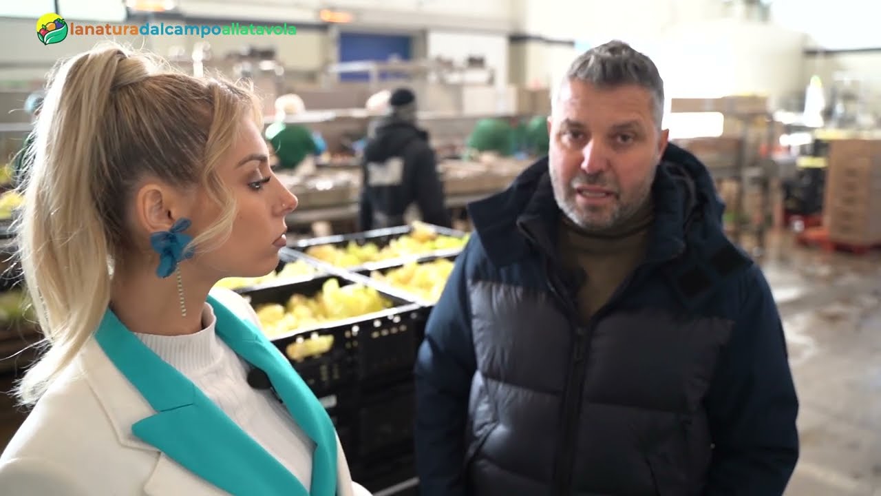 Come viene lavorato il radicchio una volta raccolto