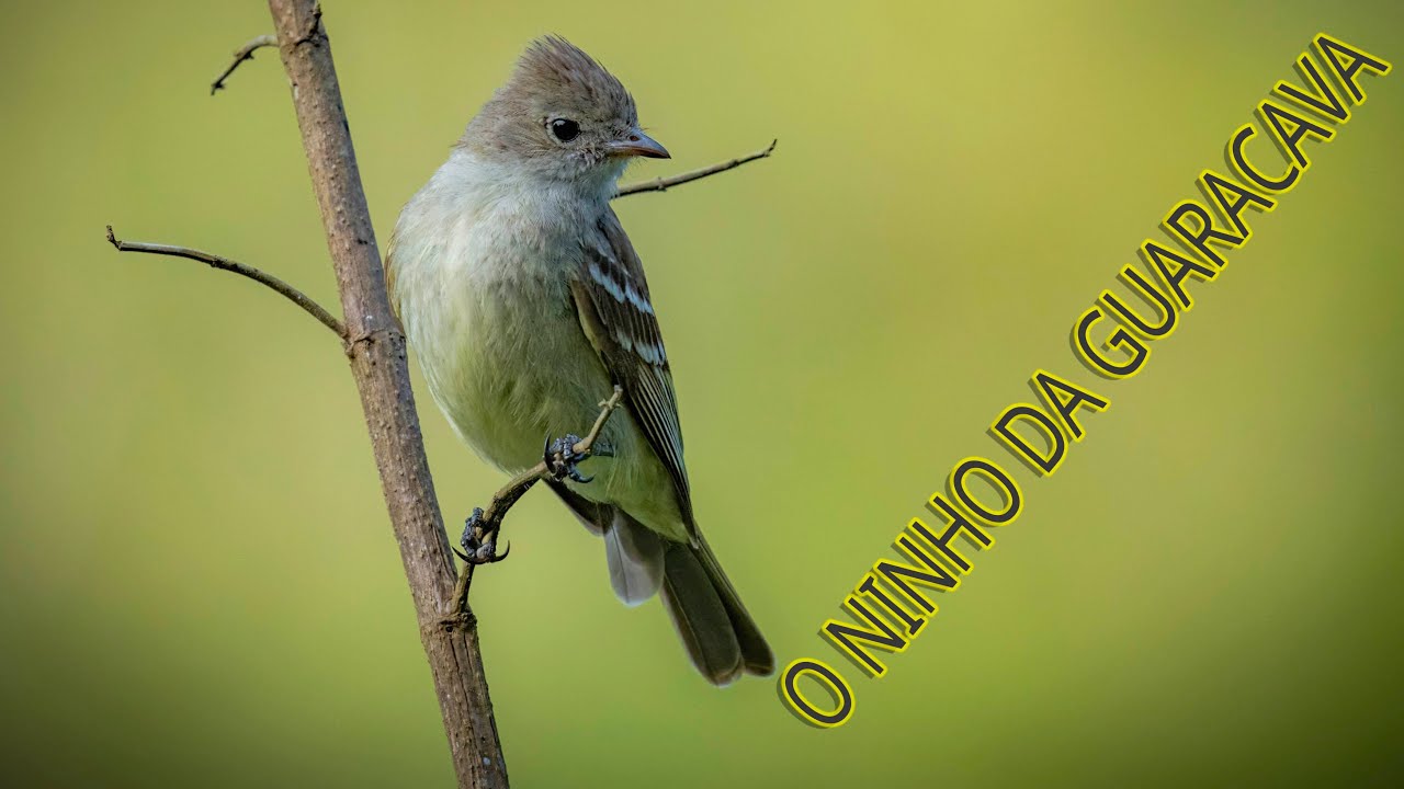 O ninho das Guaracavas-de-barriga-amarela (Elaenia flavogaster)