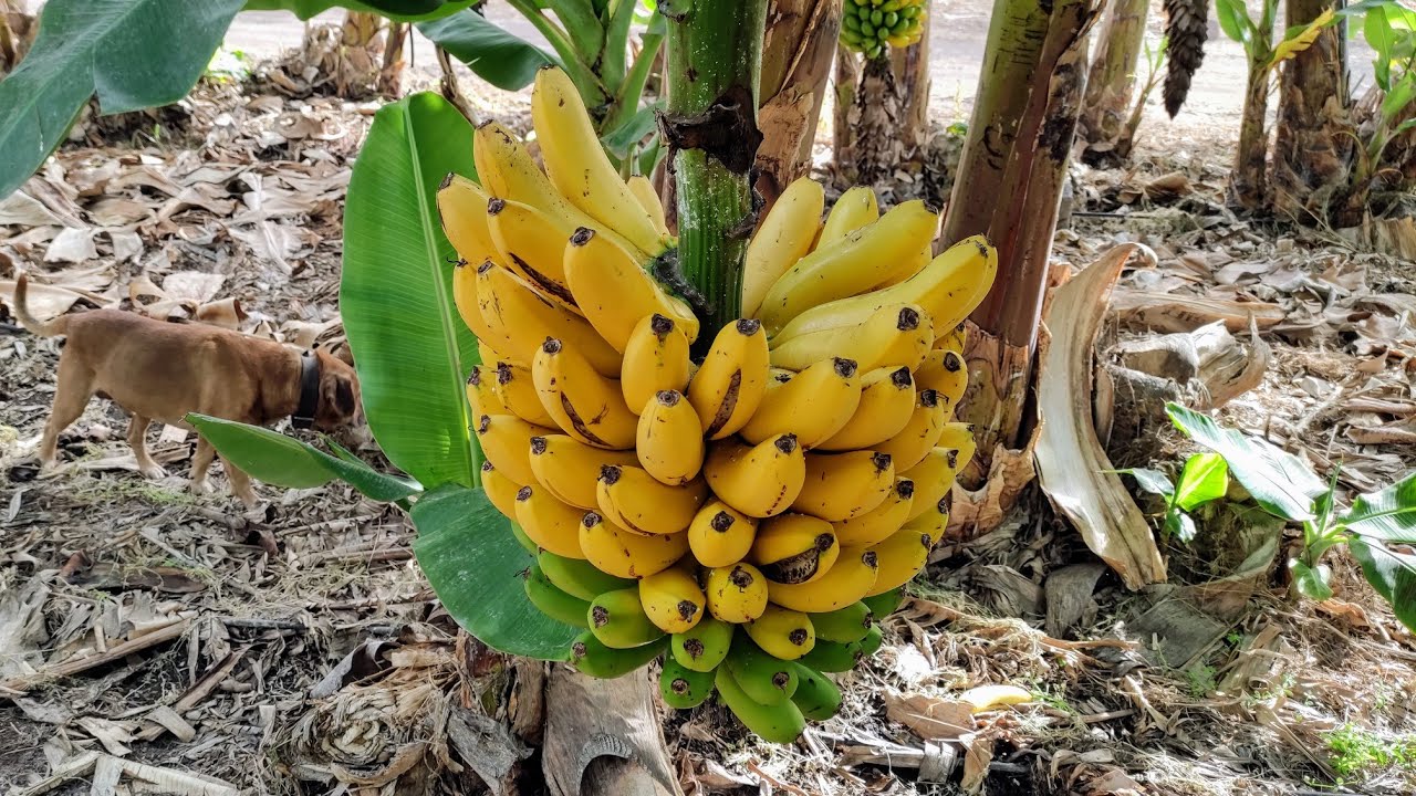 Why you will almost never see ripe Bananas on the Plant