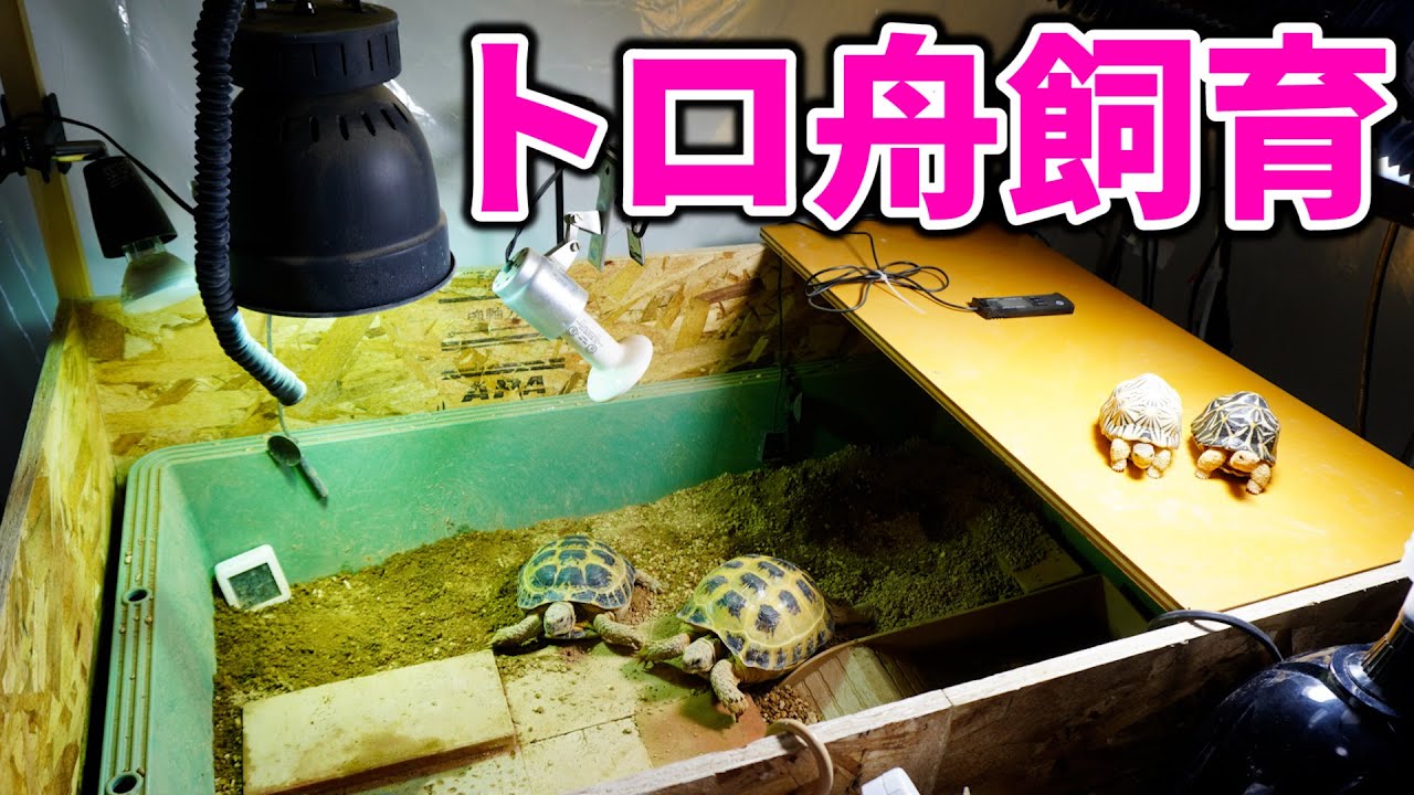 リクガメの『トロ舟飼育』をオススメする理由と飼育方法