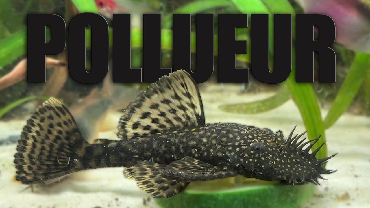 L'Ancistrus : le PIRE poisson pour votre aquarium !