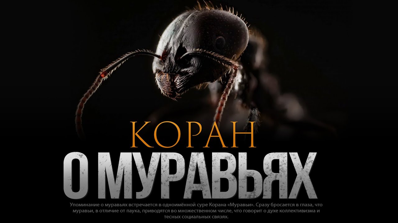 ЧТО В КОРАНЕ ГОВОРИТСЯ О МУРАВЬЯХ?