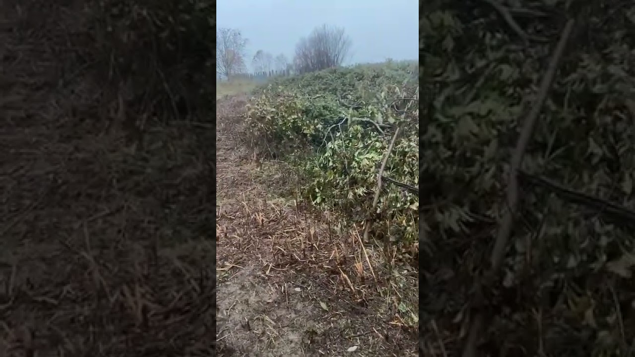 emissioni conigli selvatici (lapi) cassadur berghem 💚💪