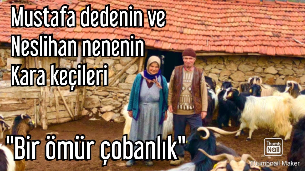 MUSTAFA DEDENİN KARA KEÇİLERİ / BİR ÖMÜR KEÇİ SEVDASI