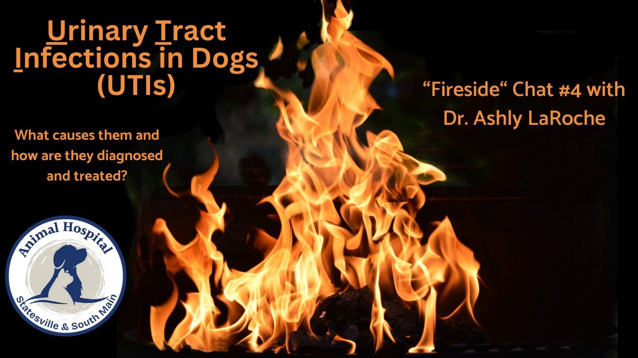 Urinary Tract Infections in Dogs UTIs