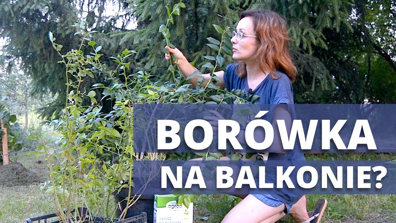 Bor&oacute;wka amerykańska w donicach na balkonie. Jak uprawiać bor&oacute;wkę na balkonie, tarasie?