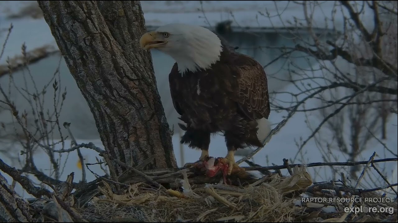 Decorah Eagles 3-1-26, 4:43 pm HD brings nice fresh squirrel to HM2, she eats, then settles down