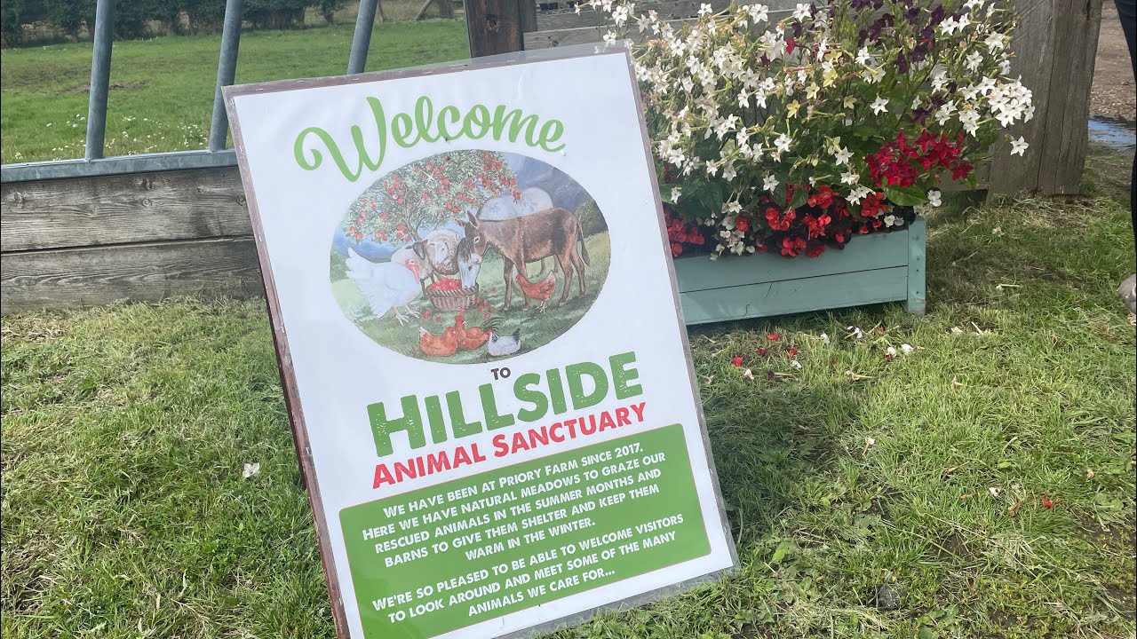 Hillside animal sanctuary, Fritton owl sanctuary. Flea market. Jus winging it.