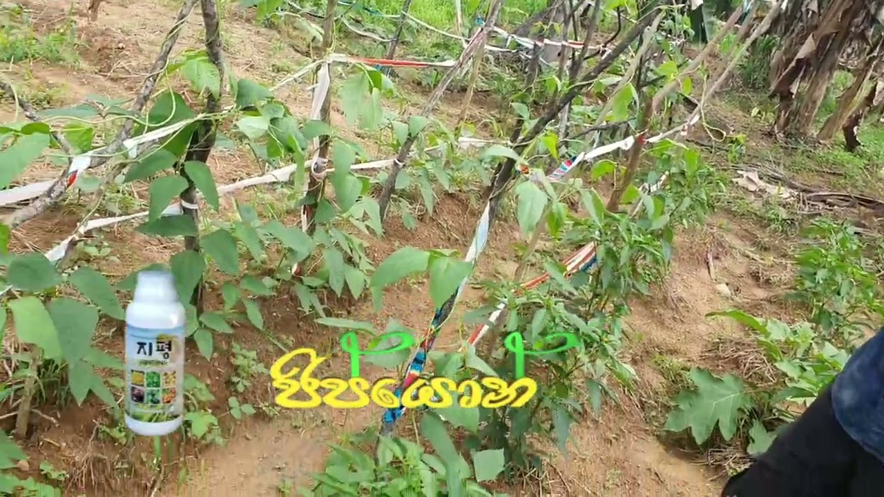 ජිපියොන්ග්4G සුලග වයබ සිසාරා 😍🌱🇰🇷