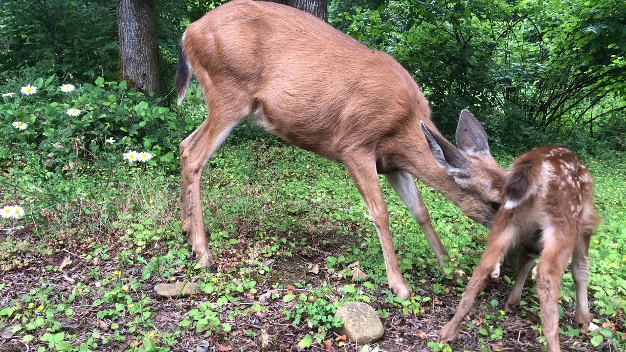 Baby Deer Feeding And Calling Out To Mom