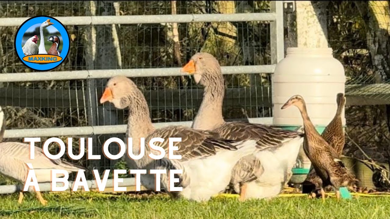 L’OIE DE TOULOUSE A BAVETTE GRIS CENDRÉ