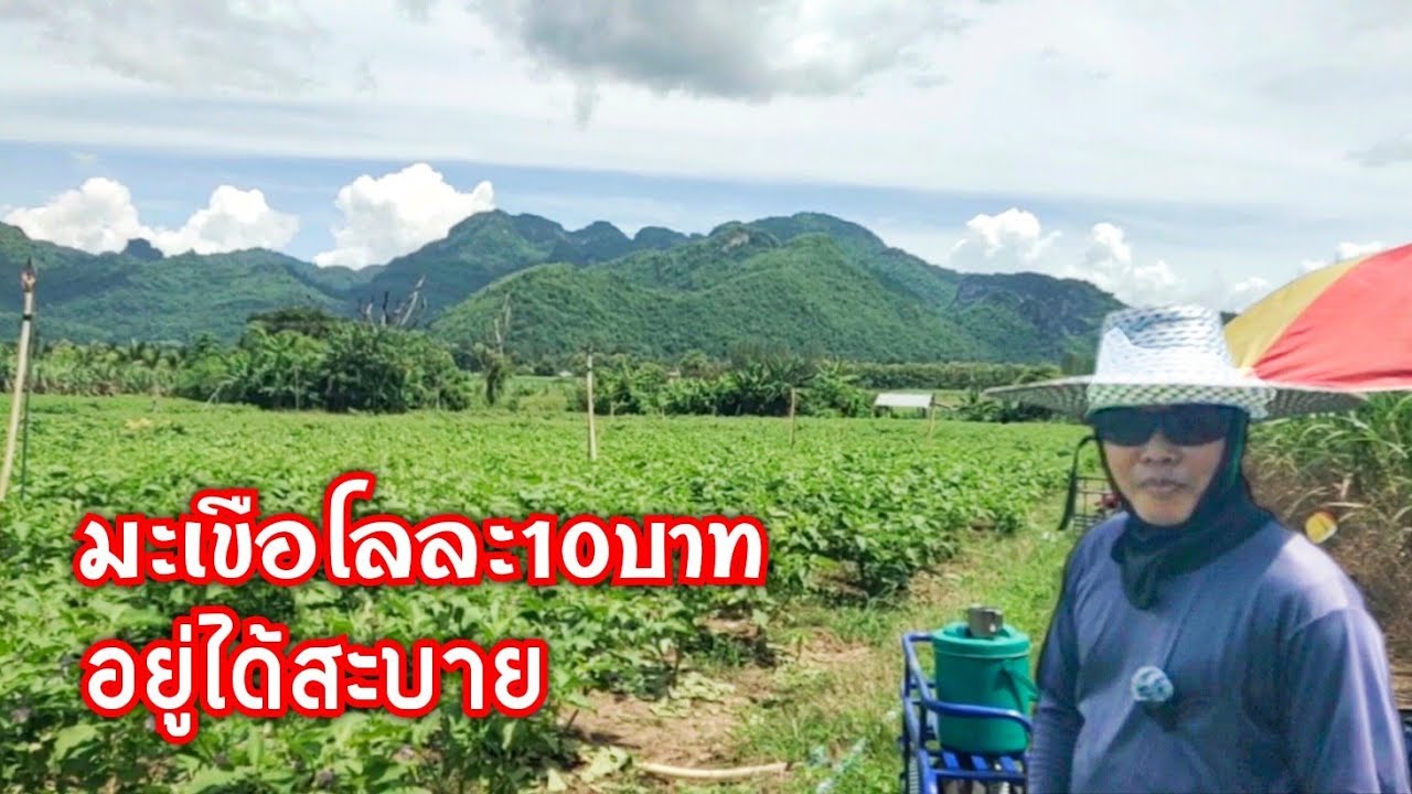 แบ่งพื้นที่มาปลูกมะเขือ ได้เงินเร็ว ราคาดี ที่อ.คอนสาร ชัยภูมิ