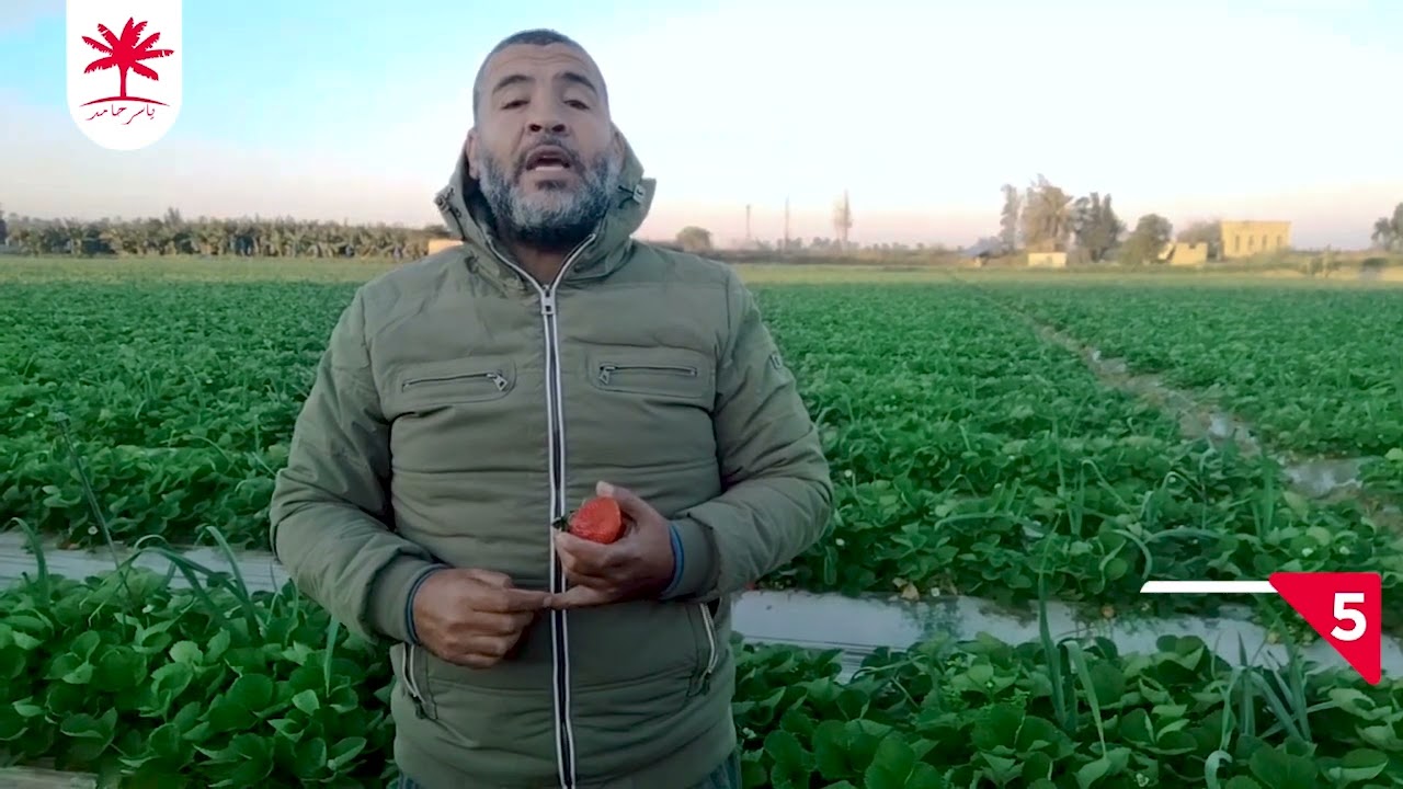 اهم عوامل التحجيم فى محصول الفراوله🍓