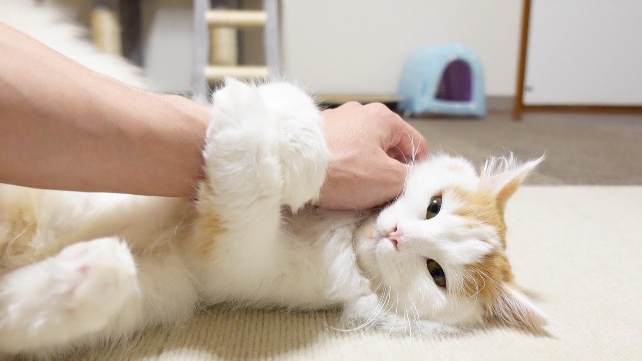 飼い主の腕を心ゆくまで堪能するまでぜったいに離さない猫さん