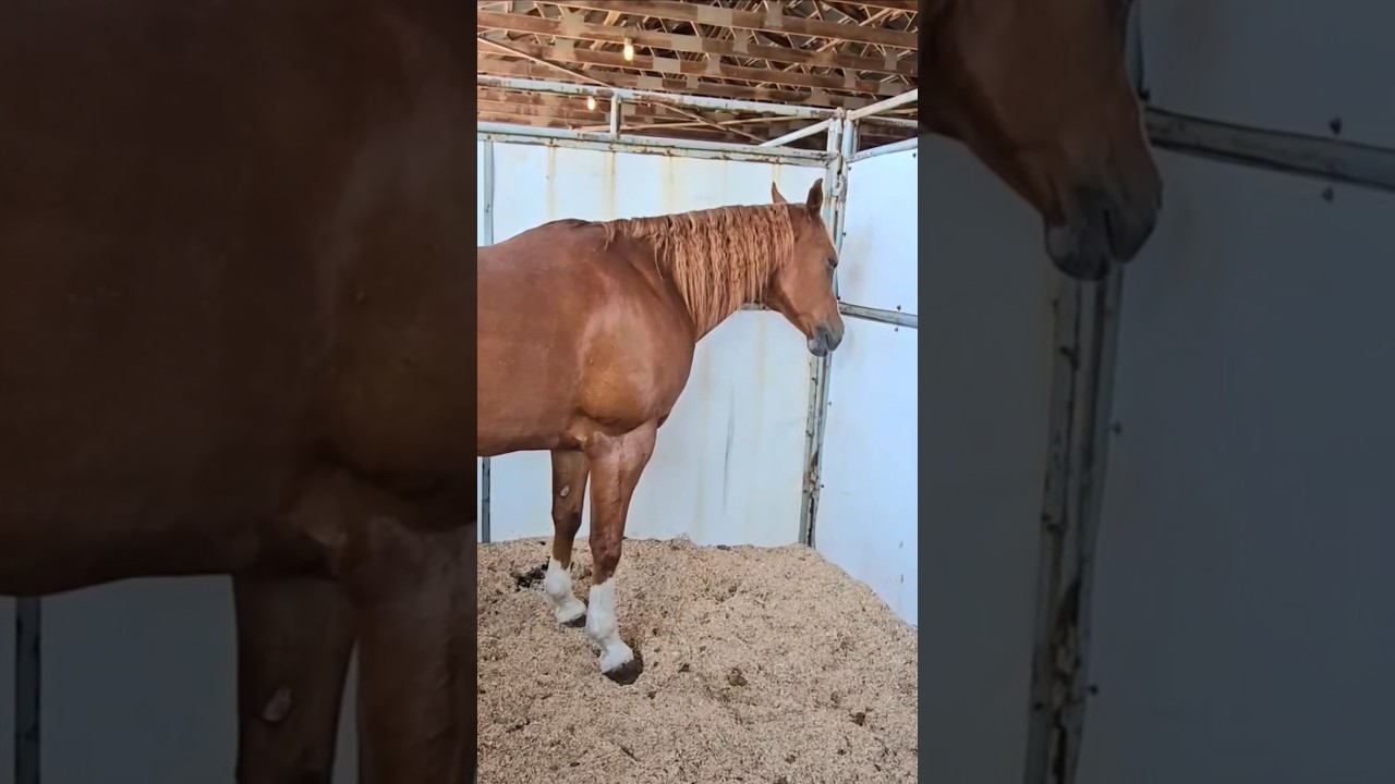 horse #horse #rider #beautiful #animals #animallovers