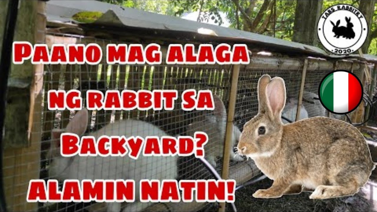 Morning feeding daily routine Backyard Rabbitry | Raising backyard rabbits| Daily routine sa rabbit