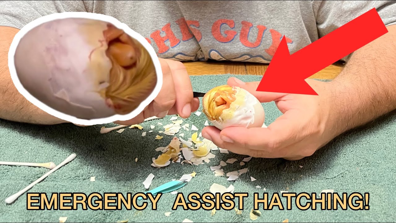 Oh no, our ducklings need HELP! — Duck Egg Incubation Series / Emergency Hatch Assistance