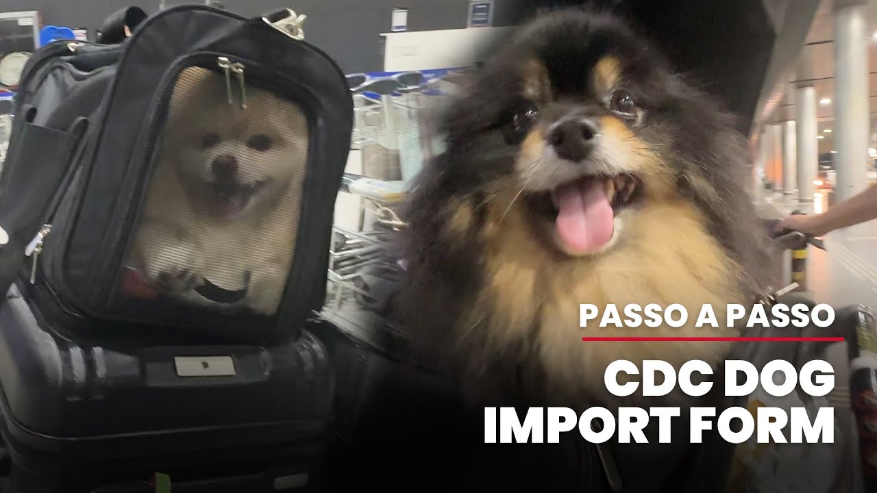 TUTORIAL - Como preencher o CDC Dog Import Form 🐶✈️ (para cães com vacina americana!)