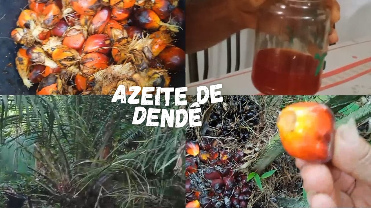Fazendo azeite dendê