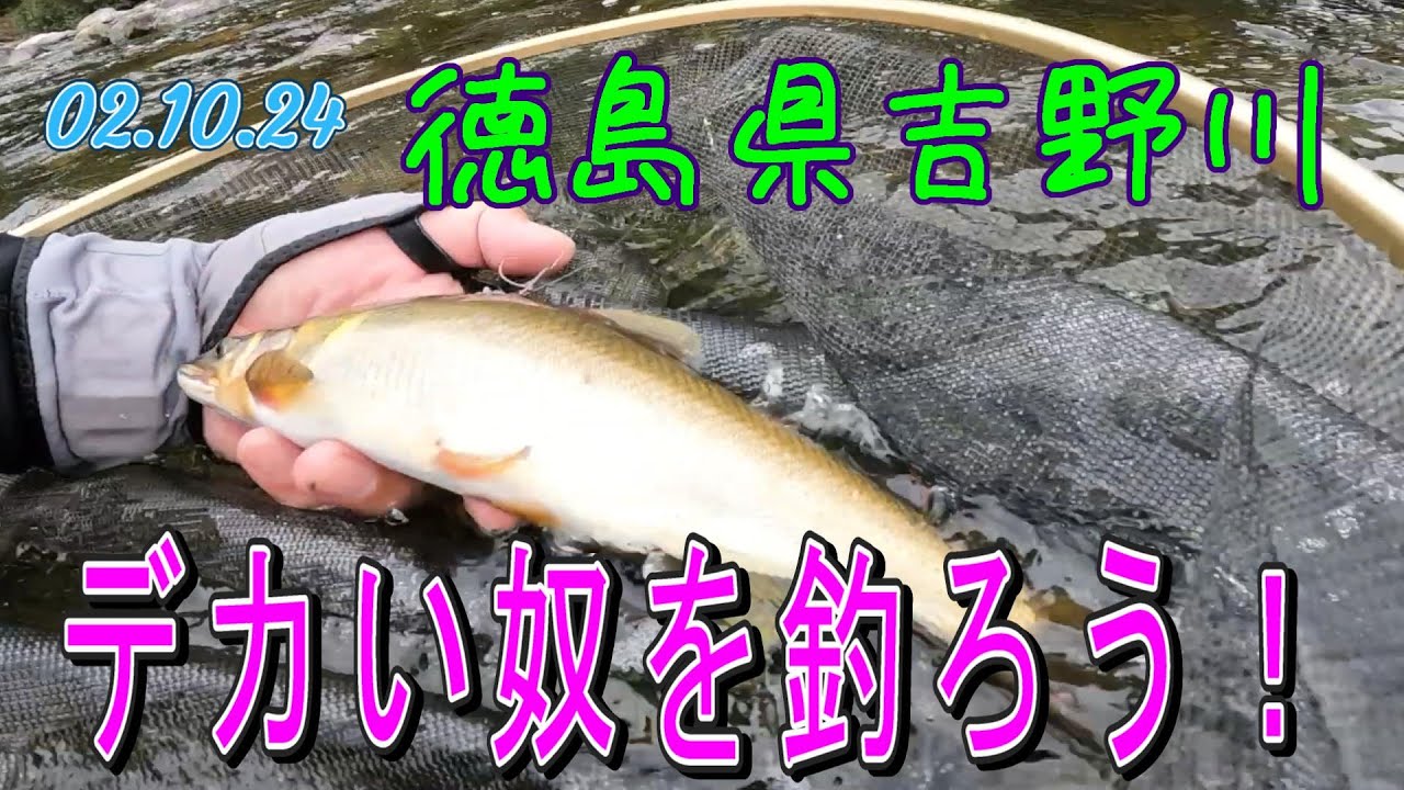 徳島県吉野川、ケタの瀬での二日目の様子。尺鮎を狙いましょ！
