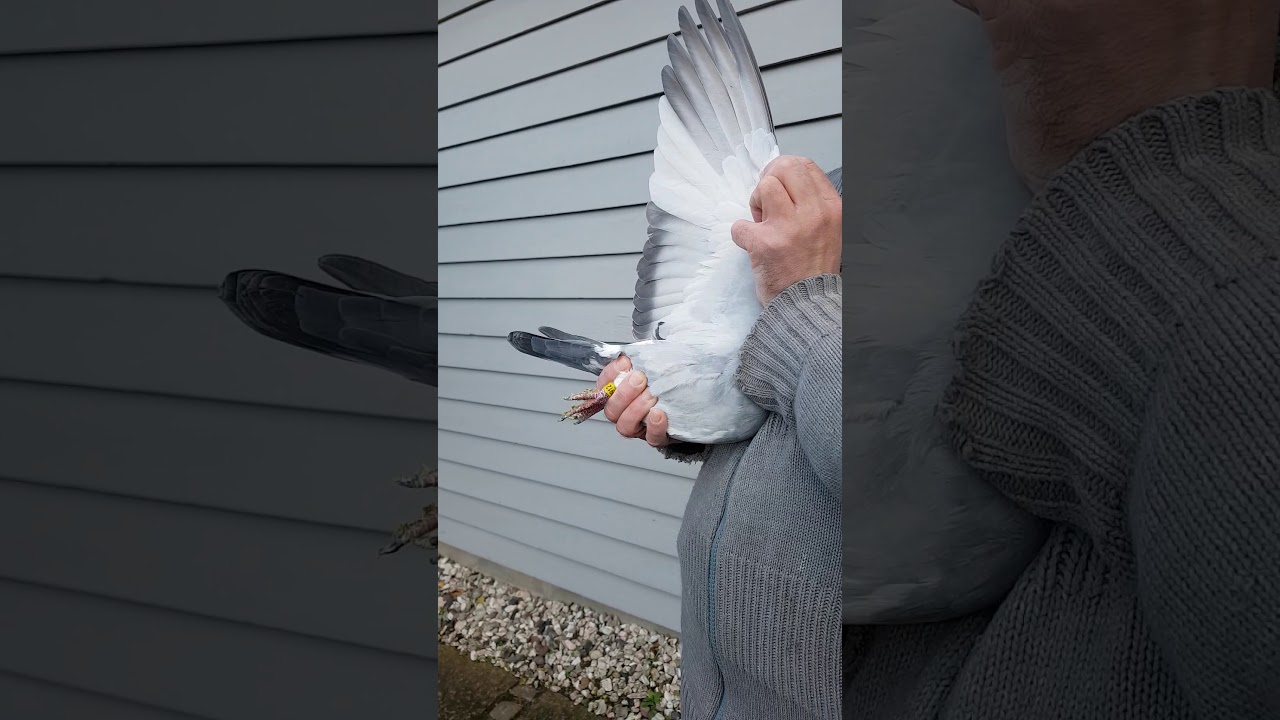 Jan Aarden & Andre Van Bruaene