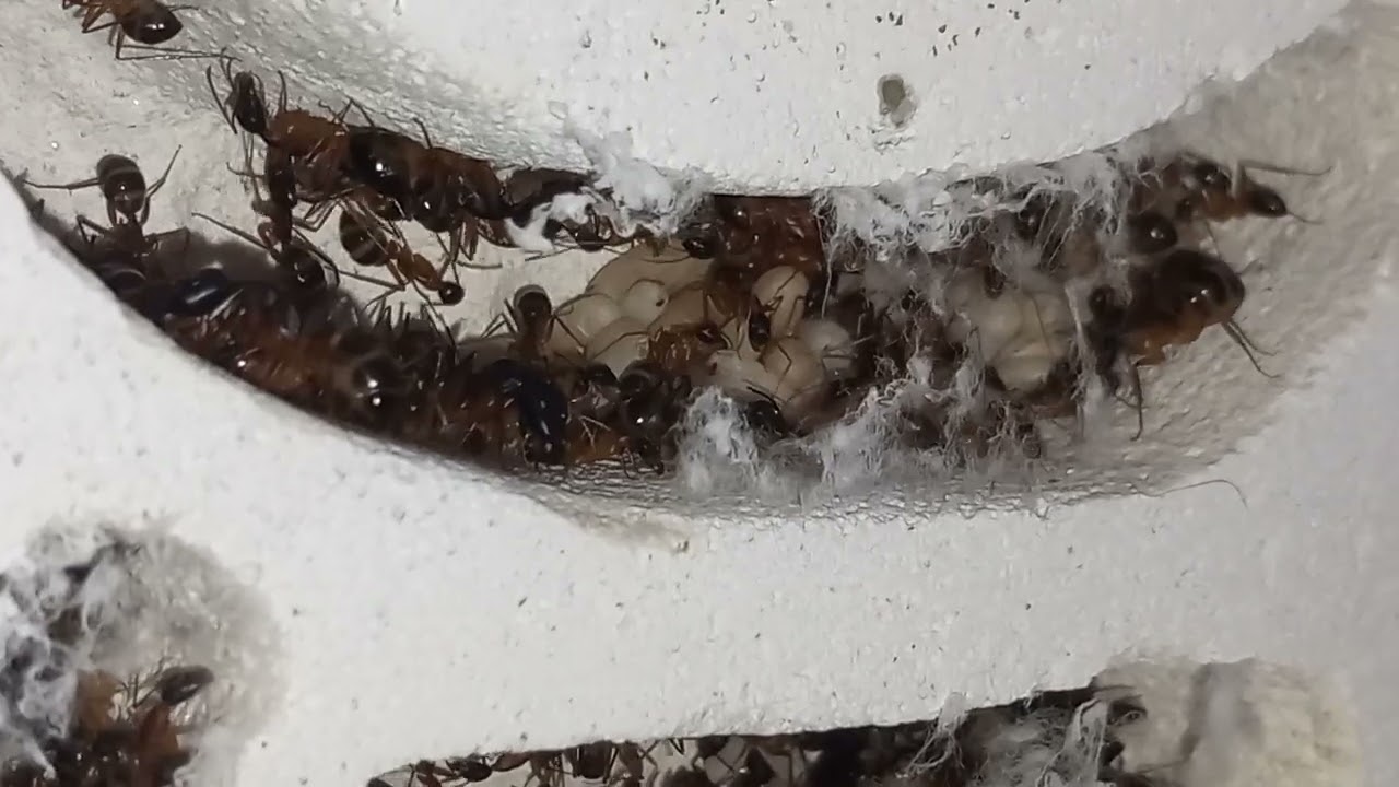 Camponotus Fellah