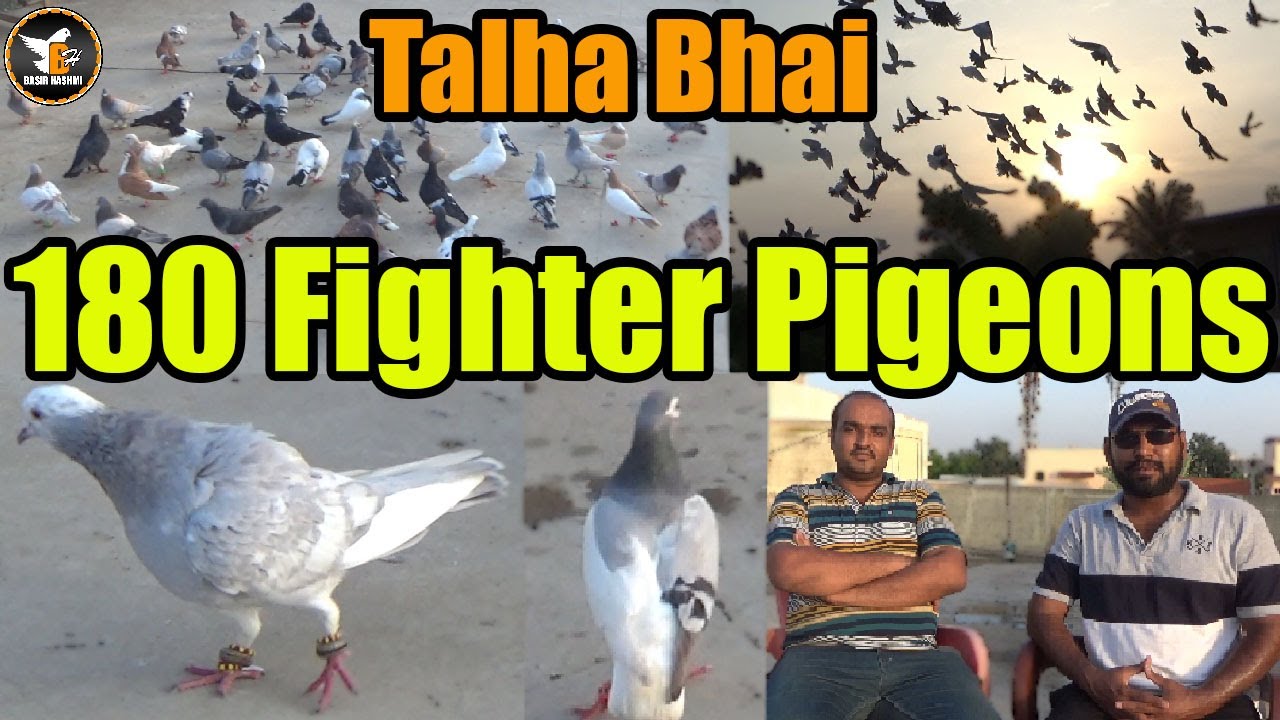 Talha Bhai 180 Amazing Gola Fighter Pigeons Setup | Season Kabooter Larrayya Tayari | Basir Hashmi