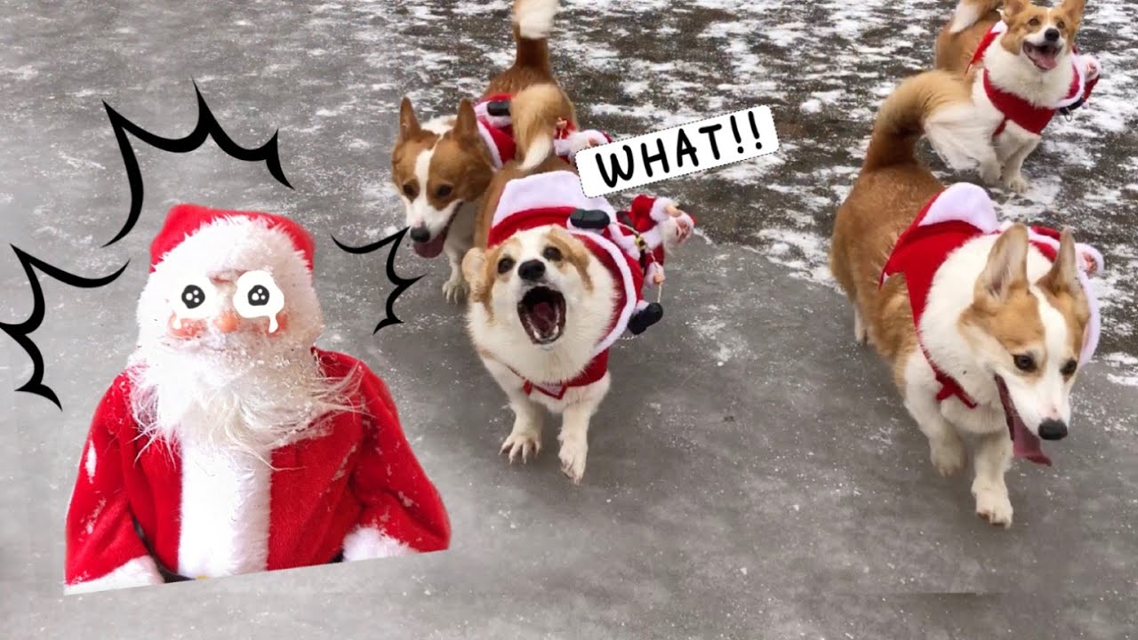 산타 할아버지, 울면 안돼~🎶🎄ㅣ8Corgis in the countryside got transformed to Rudolph~🐶🎄