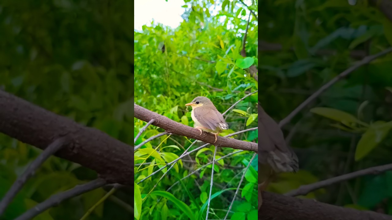 New Beby fast flight