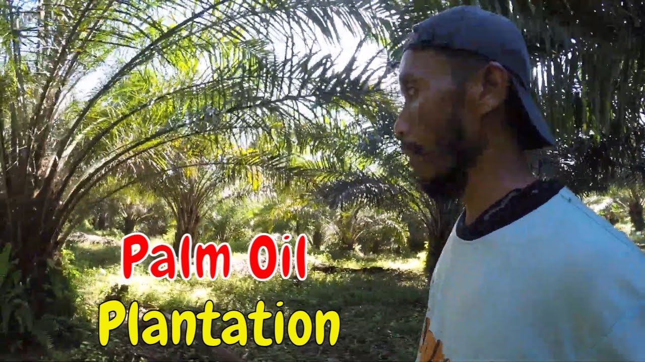How to easy way to harvest oil palm fruit? My oil palm plantation at 5 years old