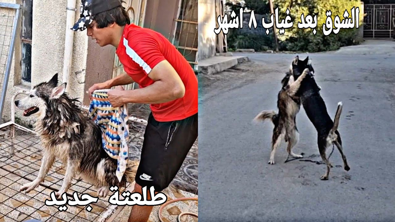 ردة فعل كلبي بايكر لمن شاف لوسي صدمني