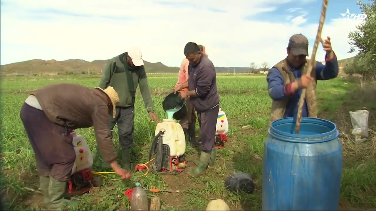 الأنشطة الفلاحية بعد التساقطات المطرية: كيف يثمن الفلاحون مزروعاتهم لتحسين الإنتاج والمردودية؟