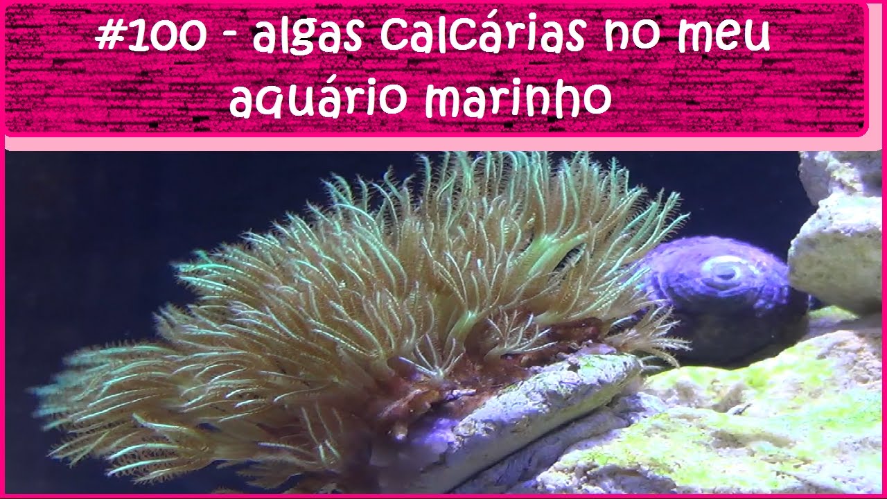 Algas calcárias no meu aquário marinho