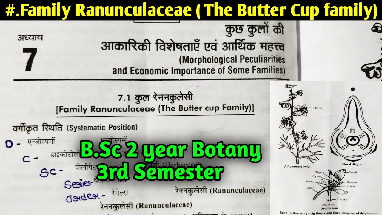 Family Ranunculaceae in Hindi || The Butter cup family || B.Sc 2nd year Botany 3rd Semester