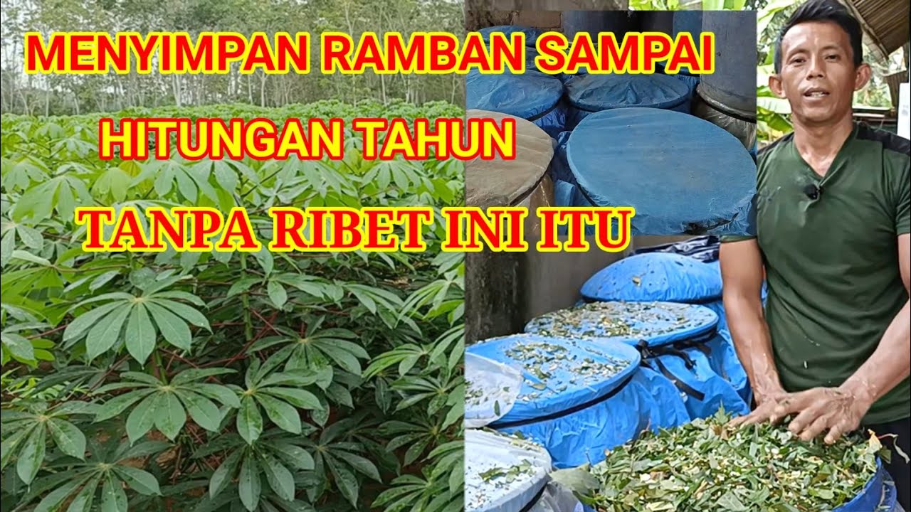Cara Membuat Pakan Silase Cara Menyimpan Ramban Biar tidak Busuk