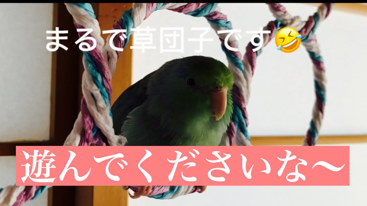 【マメルリハ来夢です】　全然遊ばないでくつろぐ来夢さん⁉️まるで草団子です🤣