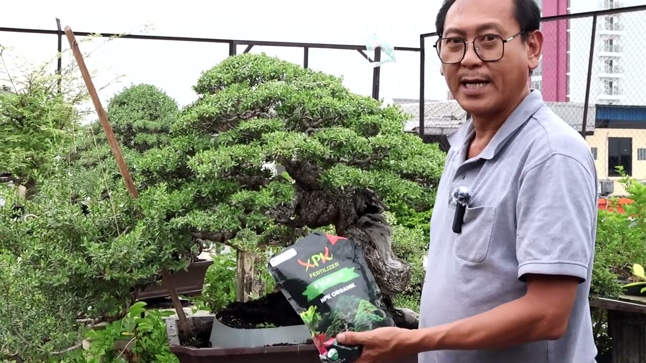 Kenalkan pupuk XPK untuk Bonsai dan tanaman lainnya