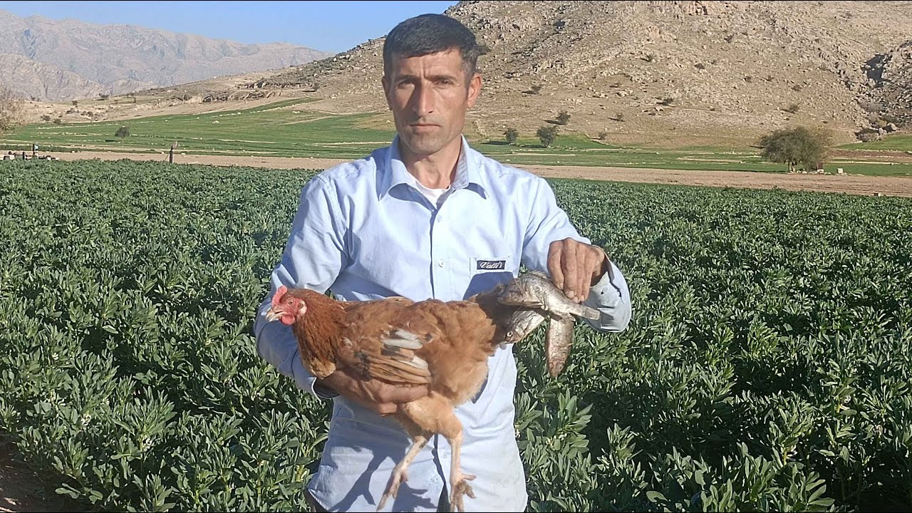 chicken raising /Feeding chickens with fish.