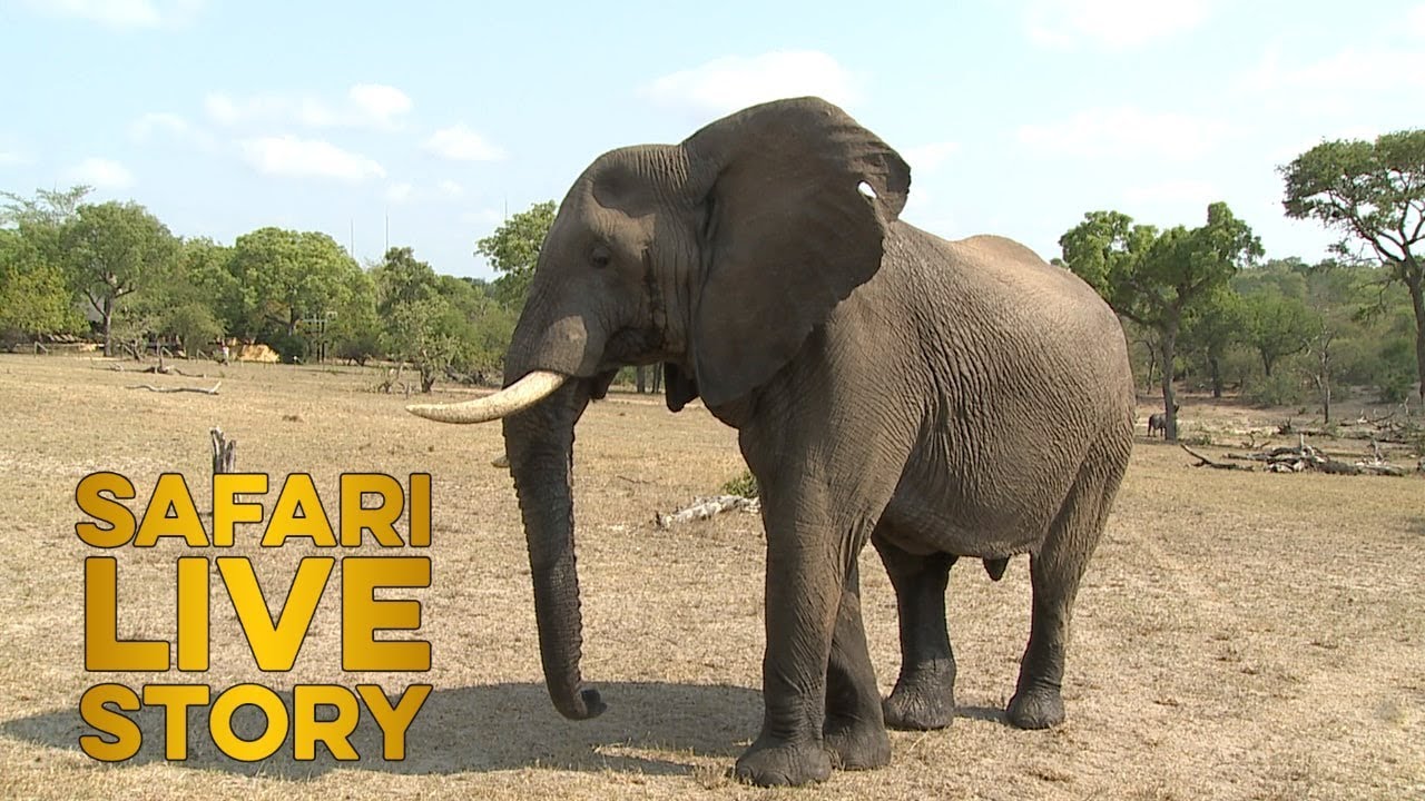 Darryl: The Elephant in the Room