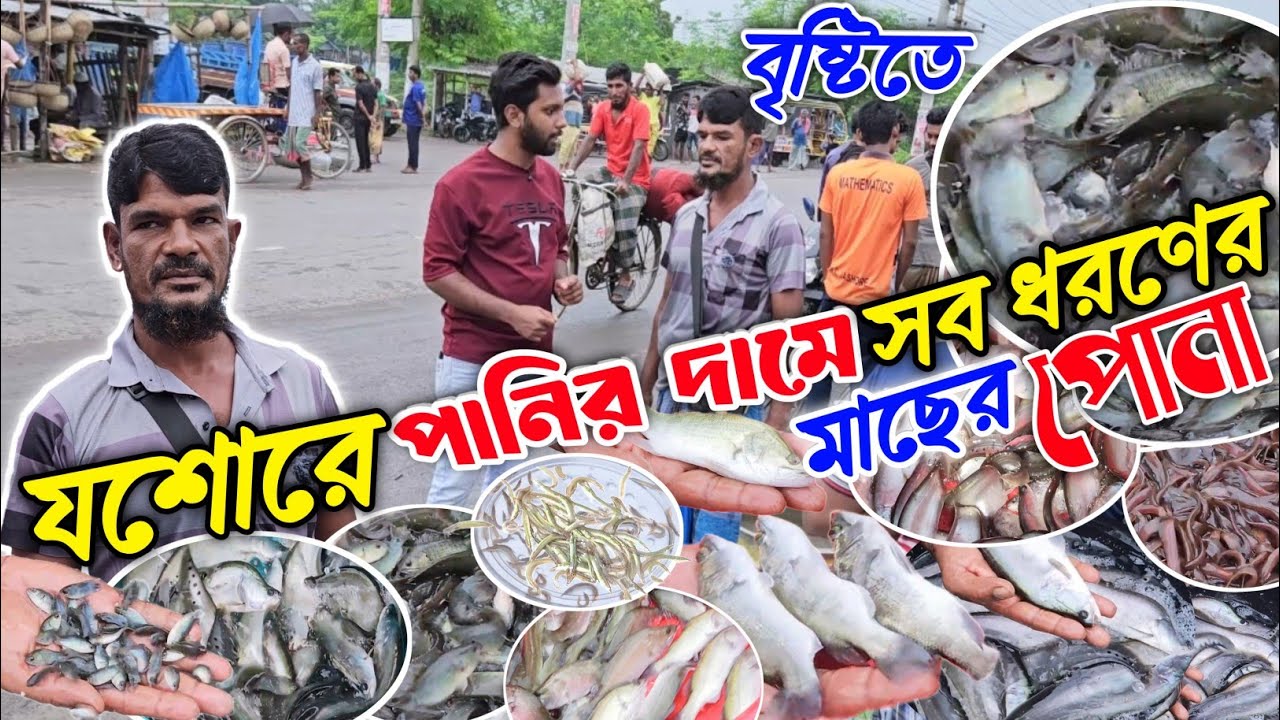 বৃষ্টিতে পানির দামে বিক্রি হচ্ছে সব ধরনের পোনা মাছ😳 যশোর চাঁচড়া মাছের পোনা বাজার।  @AgroknowledgeBD