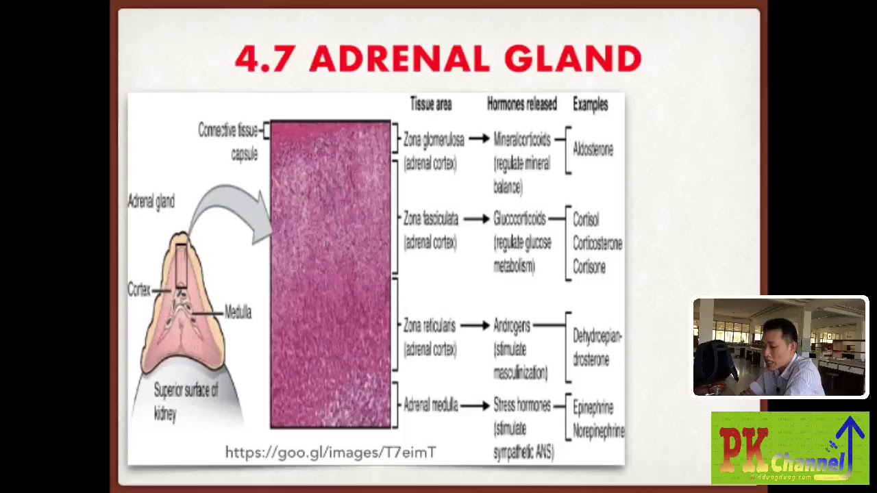 Reproductive System_ประเด็นสำคัญ_เทคนิค ปี 1 SCPHUB