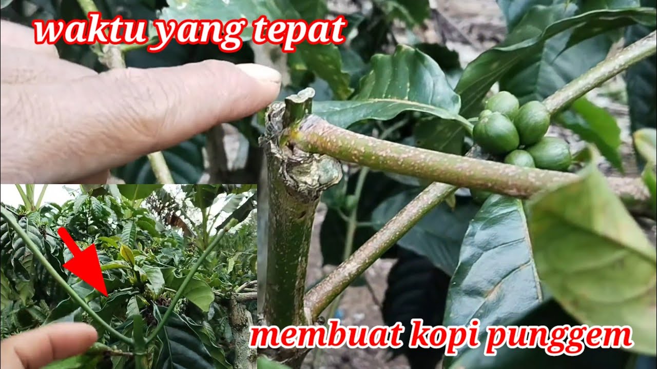 WAKTU YANG TEPAT UNTUK MEMBUAT KOPI PUNGGEM/PUNGGEL