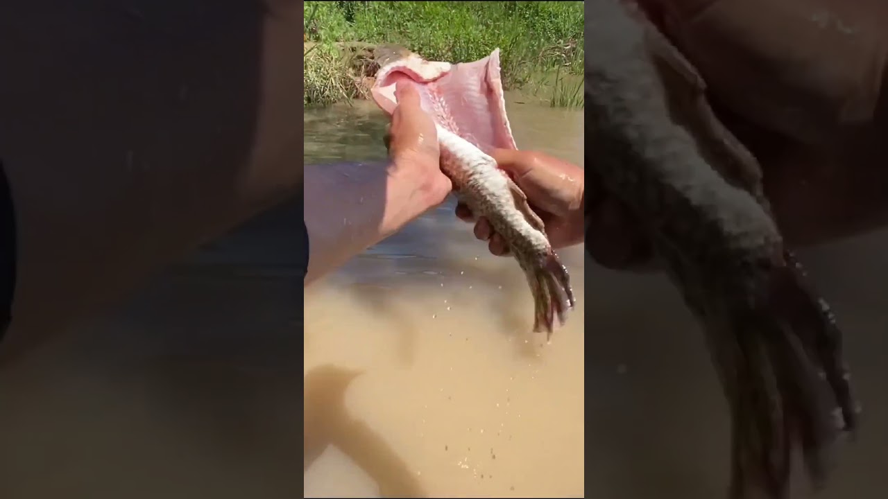 Pesca y cocina de TARARIRA al lado del Río, PESCA POV