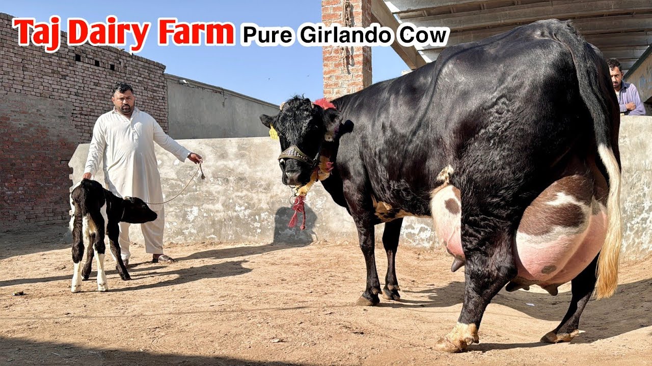 Girlando Cow For Sale In Pakistan | Jersey Cow | Sasti Girlando | Taj Dairy Farm | Pk Janwar Mandi