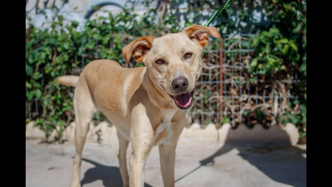 Dush - Protectora de Animales de Málaga