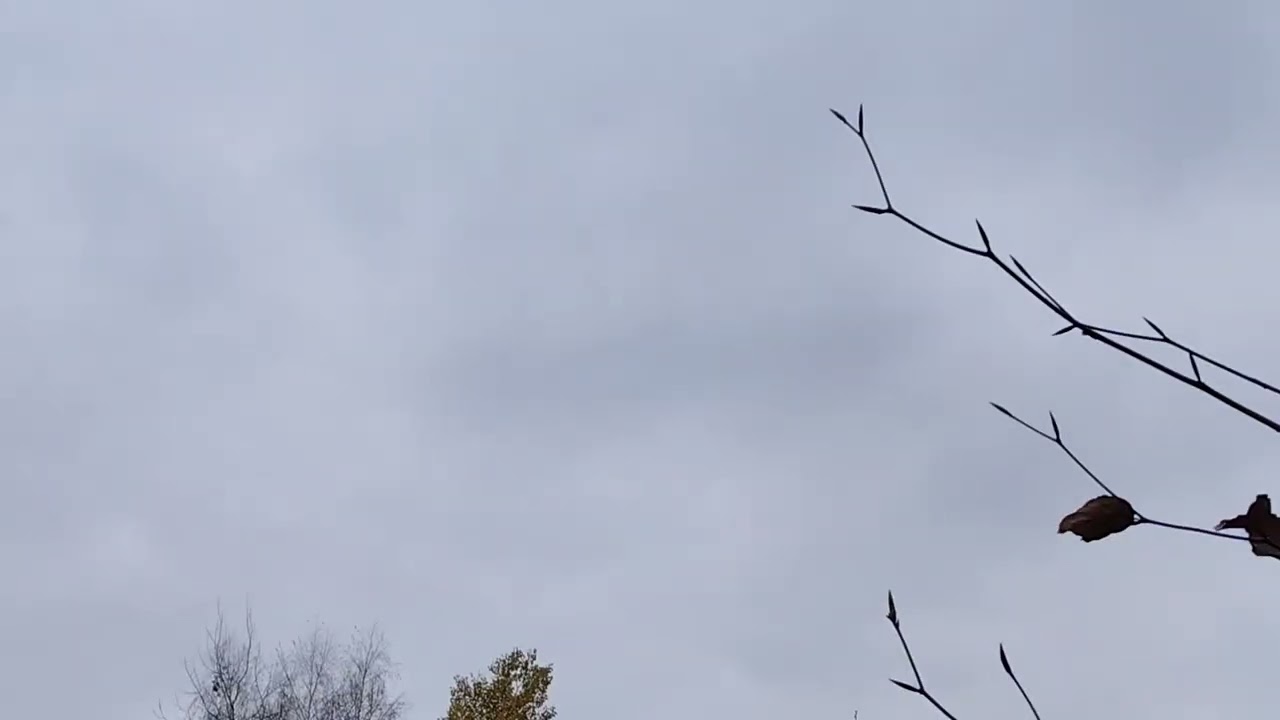 Jastrząb kontra ☠️Tipler  angielski 🫣👏 Zapraszam na film 😎💪💪💪