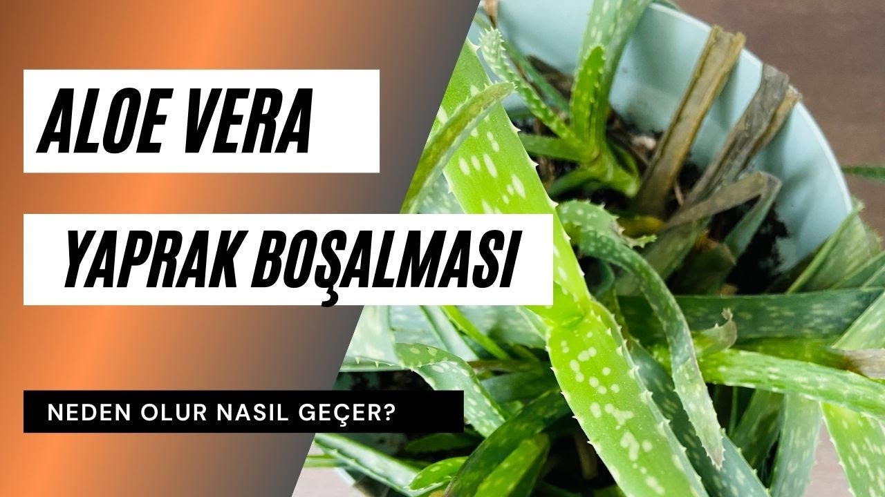 Aloe vera yaprak boşalması neden olur? Aloe vera bakımı nasıl yapılır?
