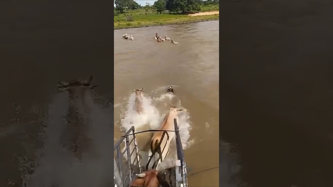 Cows jumping from boat