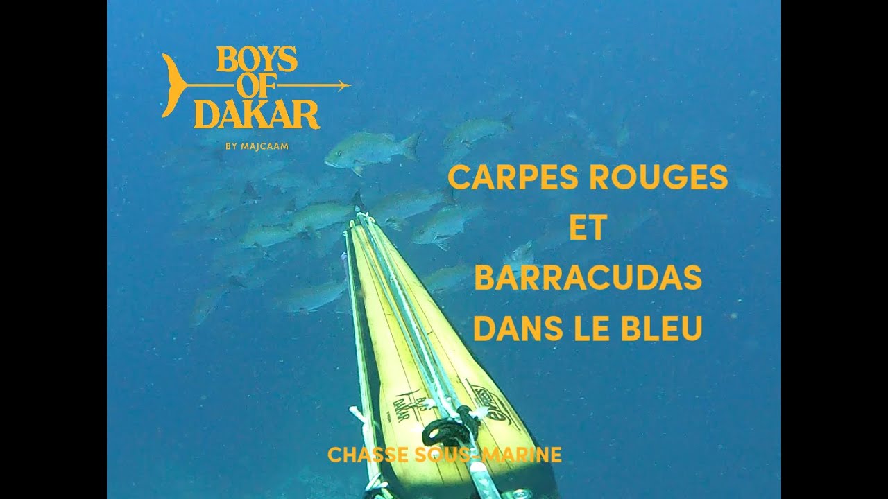 🥇CHASSE SOUS MARINE - CARPES ROUGES ET BARRACUDAS DANS LE BLEU - MAJCAAM - BOYS OF DAKAR - Ep. 252