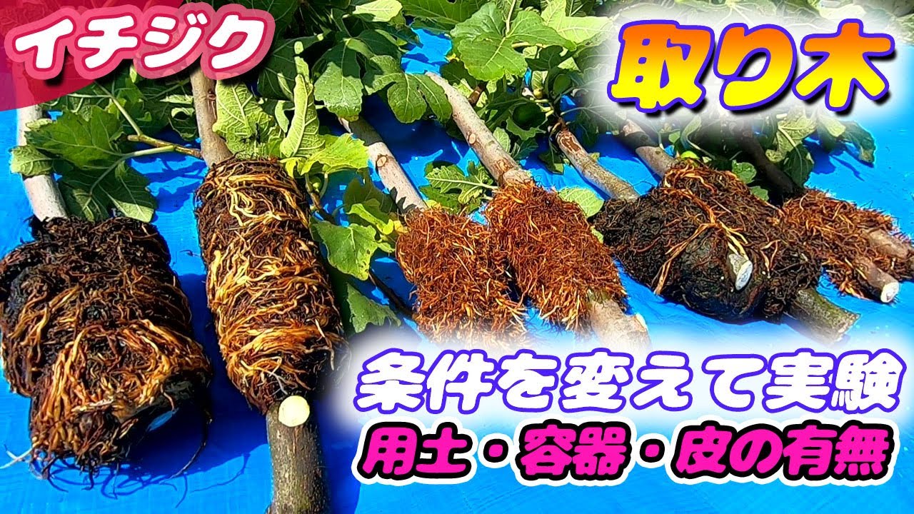 イチジクの取り木　ベストな組み合わせを探る